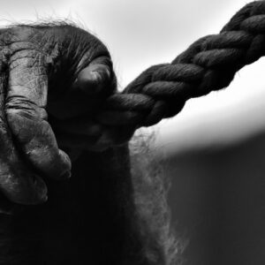 hand, monkey, rope-2223109.jpg