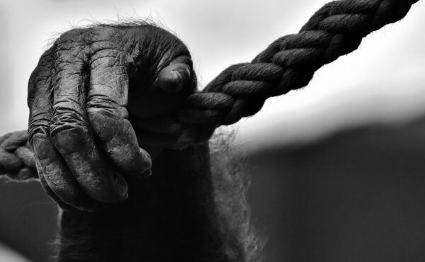 hand, monkey, rope-2223109.jpg